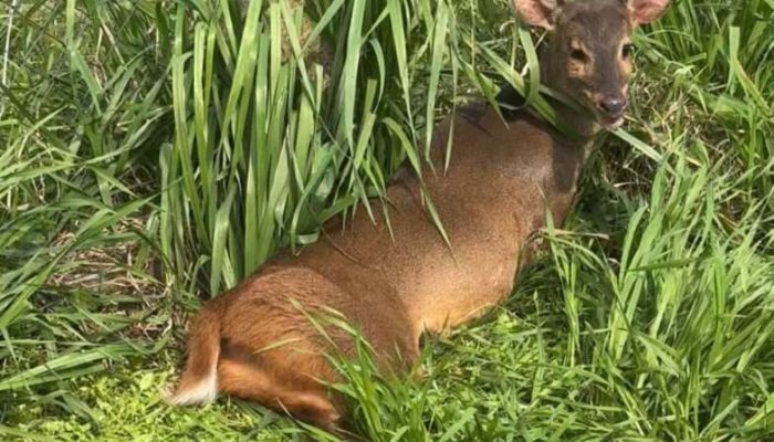 Foto: Comando Ambiental BM