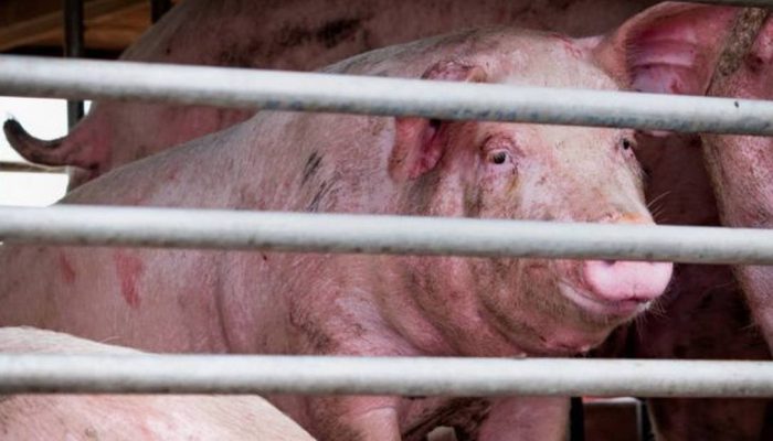 x6.jpg.pagespeed.ic.LoDDh8KSDO